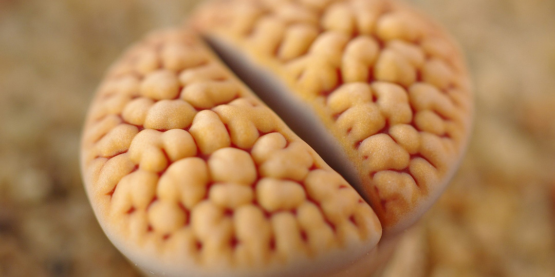 Самое разумное растение? Возможно