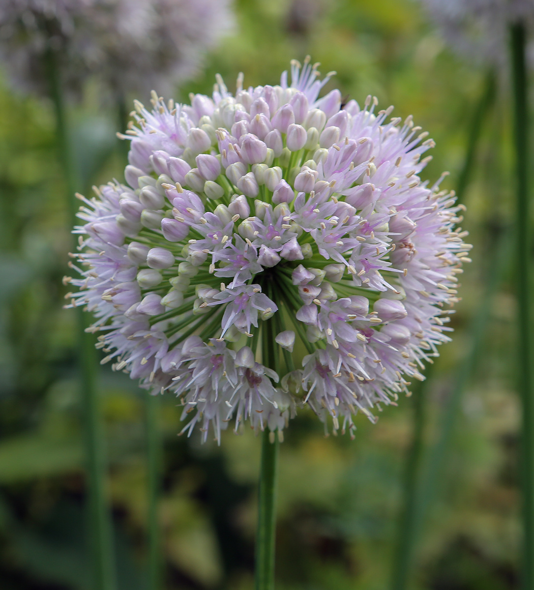 1. Лук поникающий