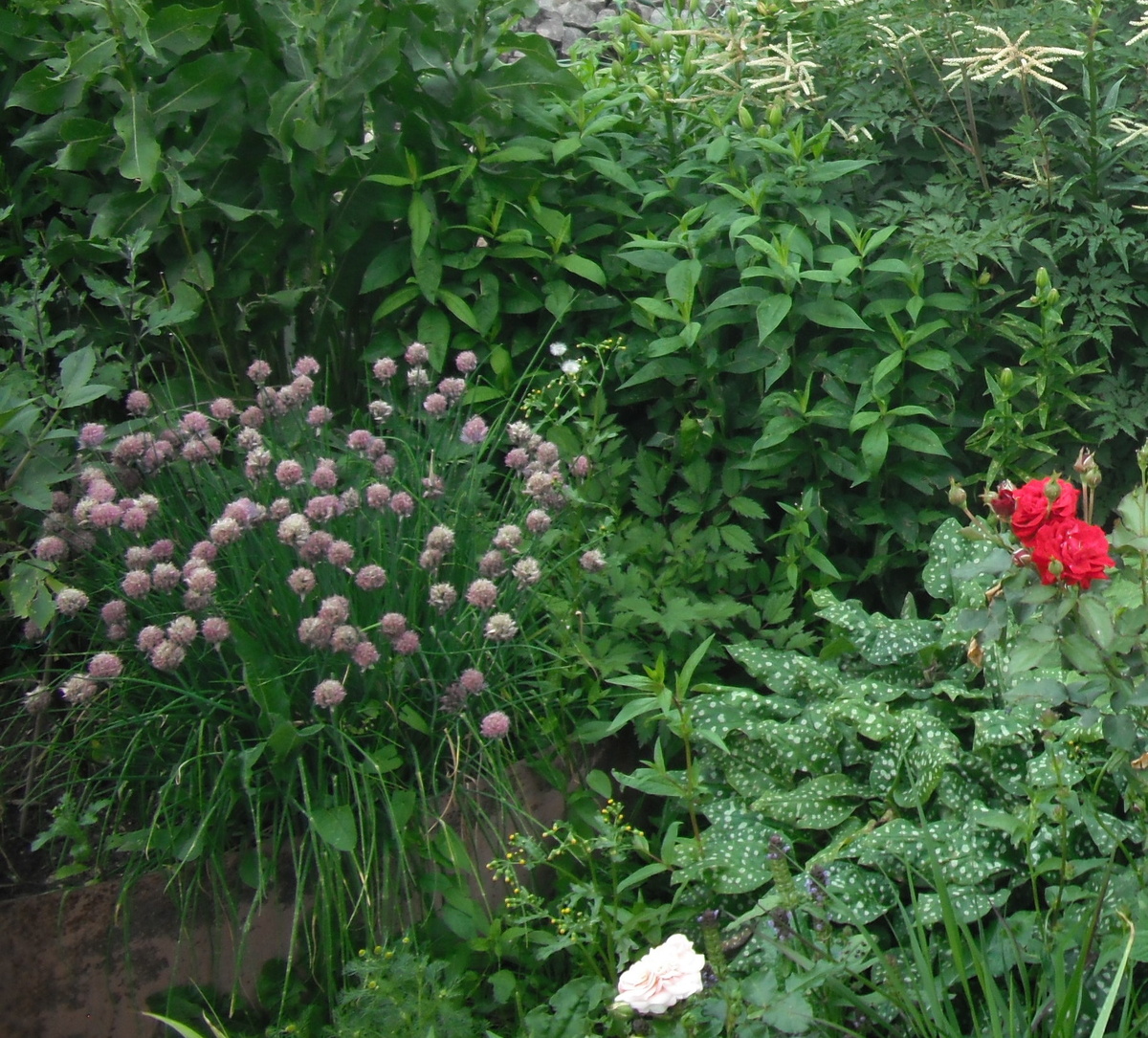 2. Лук скорода