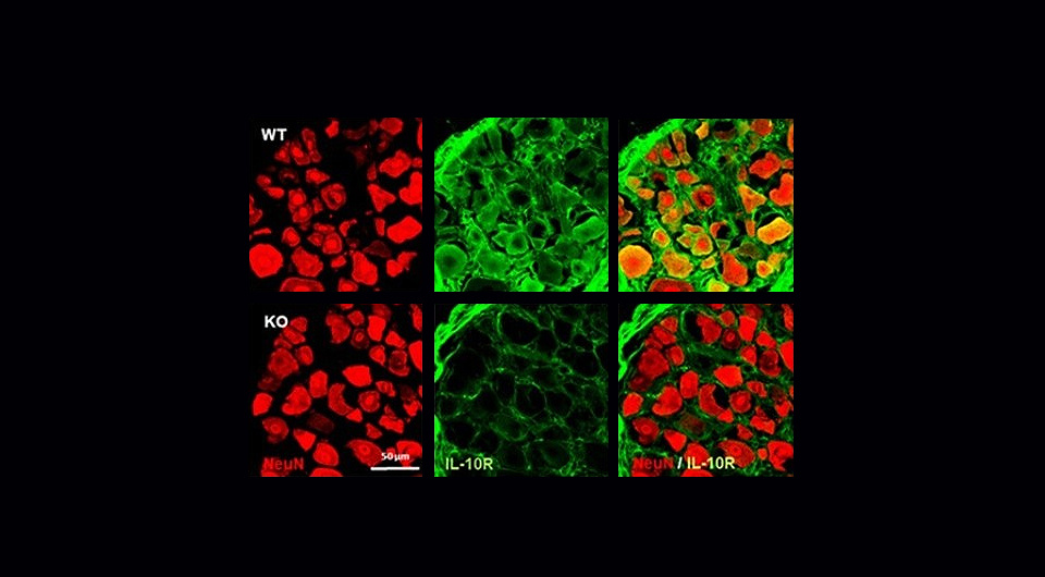   Sim et al. / Science Immunology, 2026