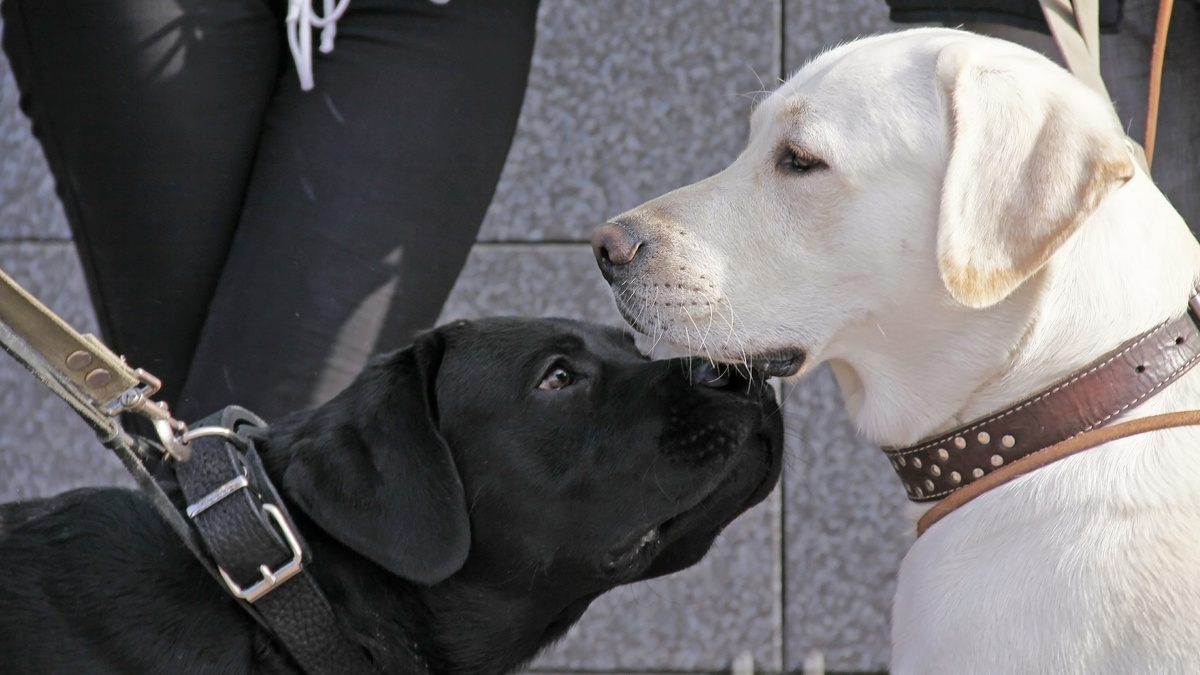    собаки лабрадор на улице поводок ошейник лето ГЛ