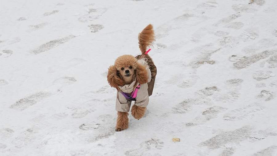    Фото: ИЗВЕСТИЯ/Дмитрий Коротаев