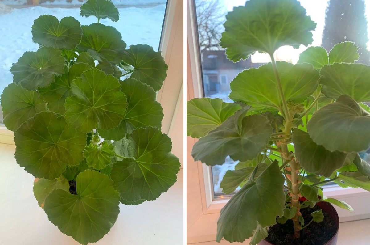 Пеларгония сформирована неправильно. Потому что кто-то жалел обрезать. Фото автора