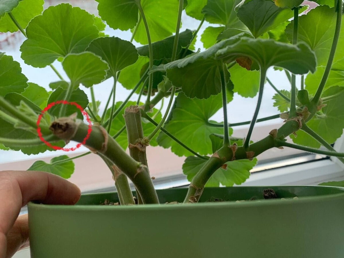 Обрезала осенью. Срез высох на 1 см. Фото автора