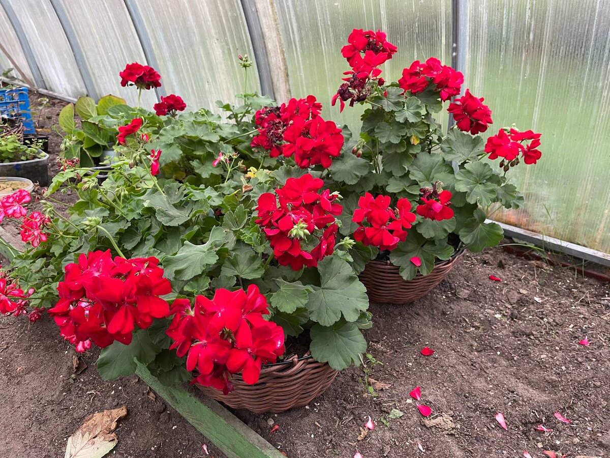 ���������� � �������. ���� ������ 