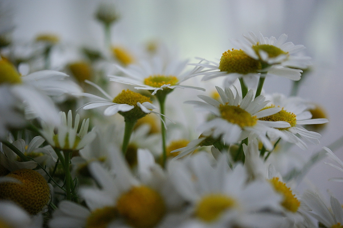 Полевые ромашки.