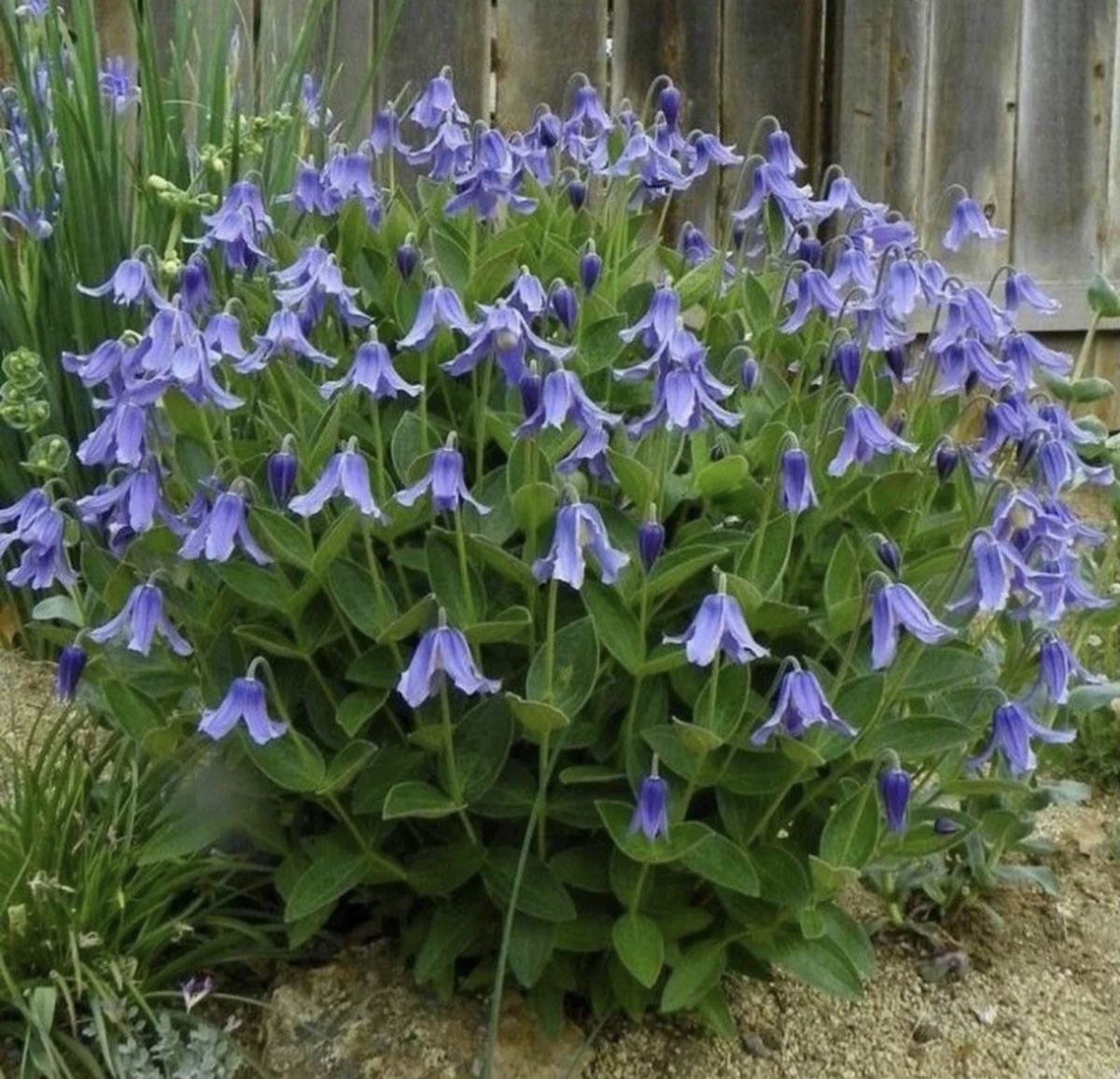 Фото из интернета.