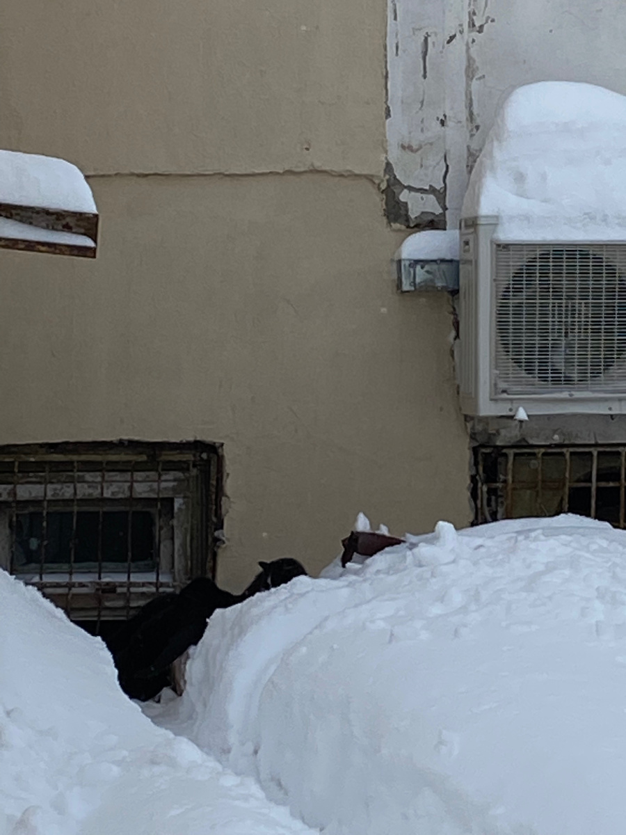 Черные мордочки