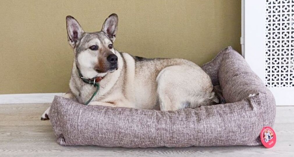 Более 20 собак и кошек из московских приютов обрели дом благодаря «Будке желаний»