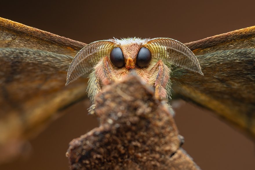    Фото: Laurent Hesemans / CUPOTY