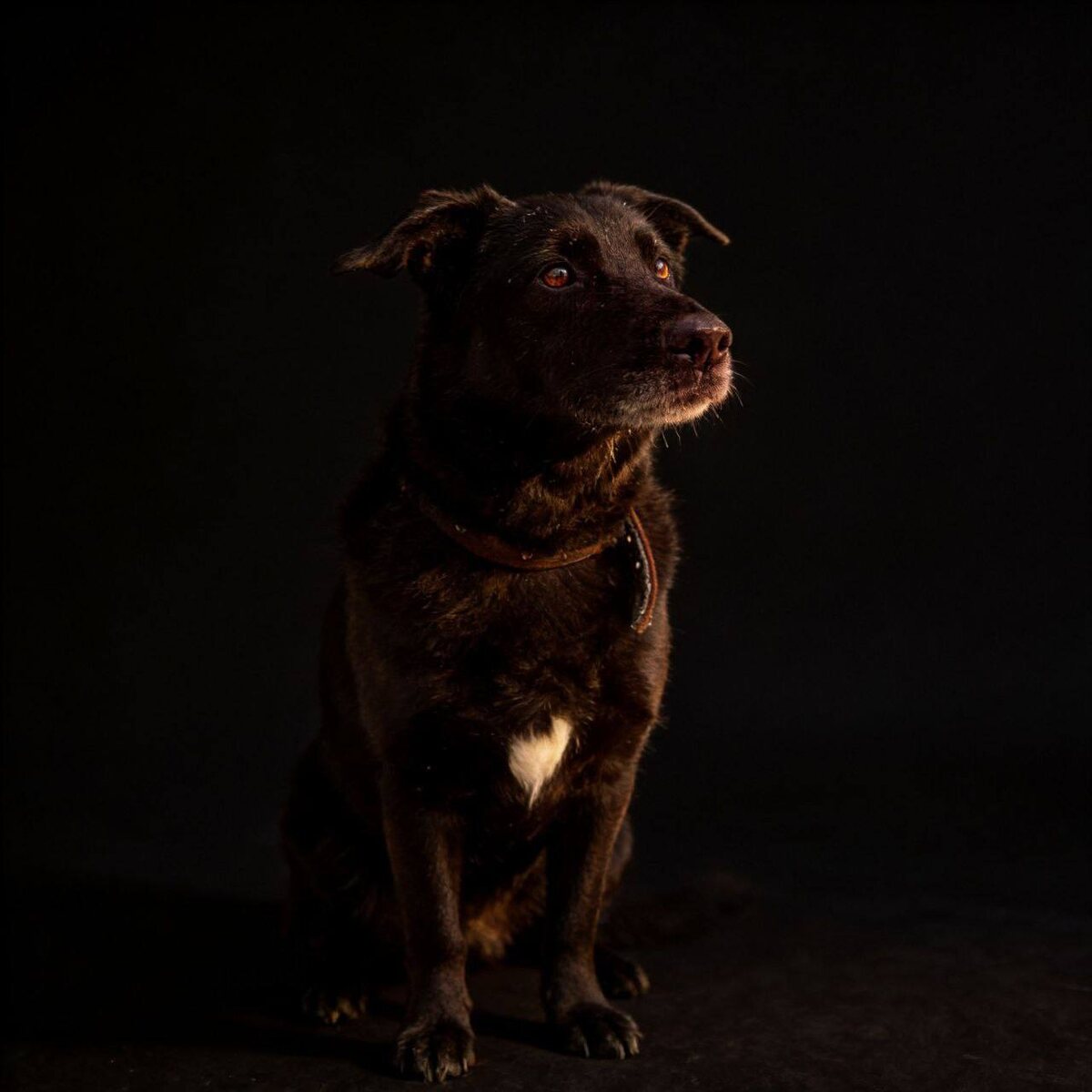 Вы видите фотографии собаки на фоне интерьеров, а мы тем временем всё равно сидим, как-будто во тьме