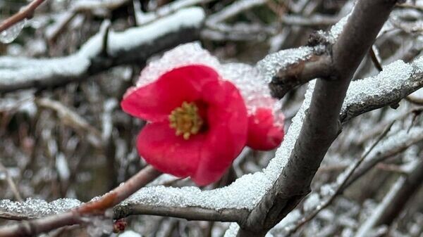    © Telegram-канал главы администрации Ялты Янины Павленко