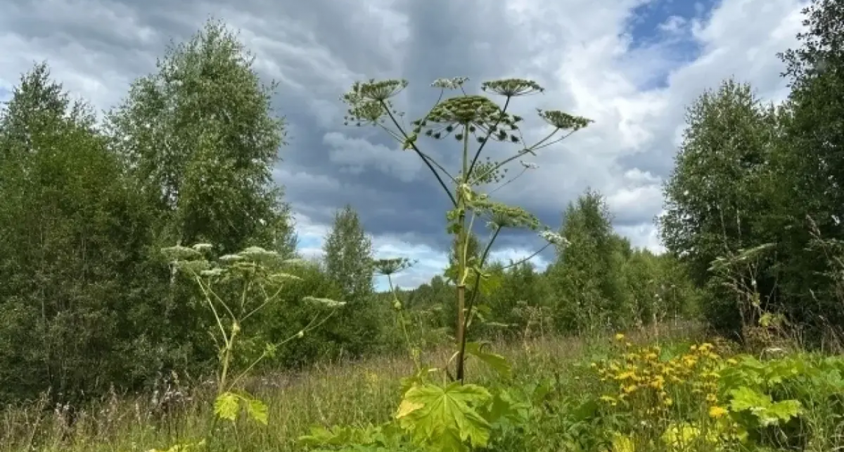    Юлия Загородских / АиФ с сайта aif-s3.aif.ru