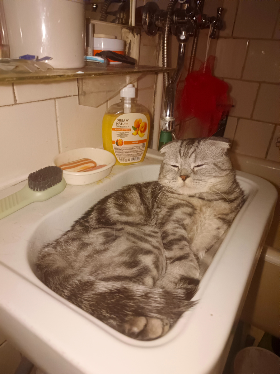 Личное фото автора: блины кота не интересуют) Кот весь в хозяйку, любит чилить в ванной))