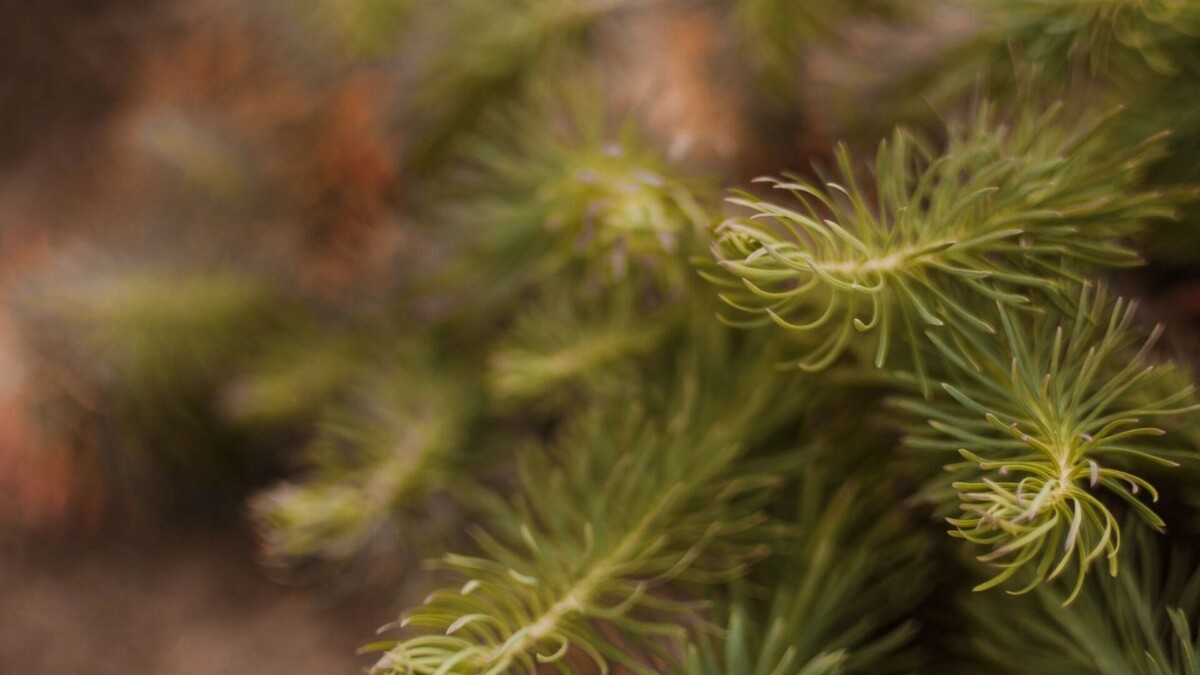    Хвоя.   freepik.