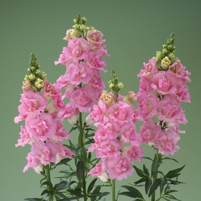 Фото из интернета