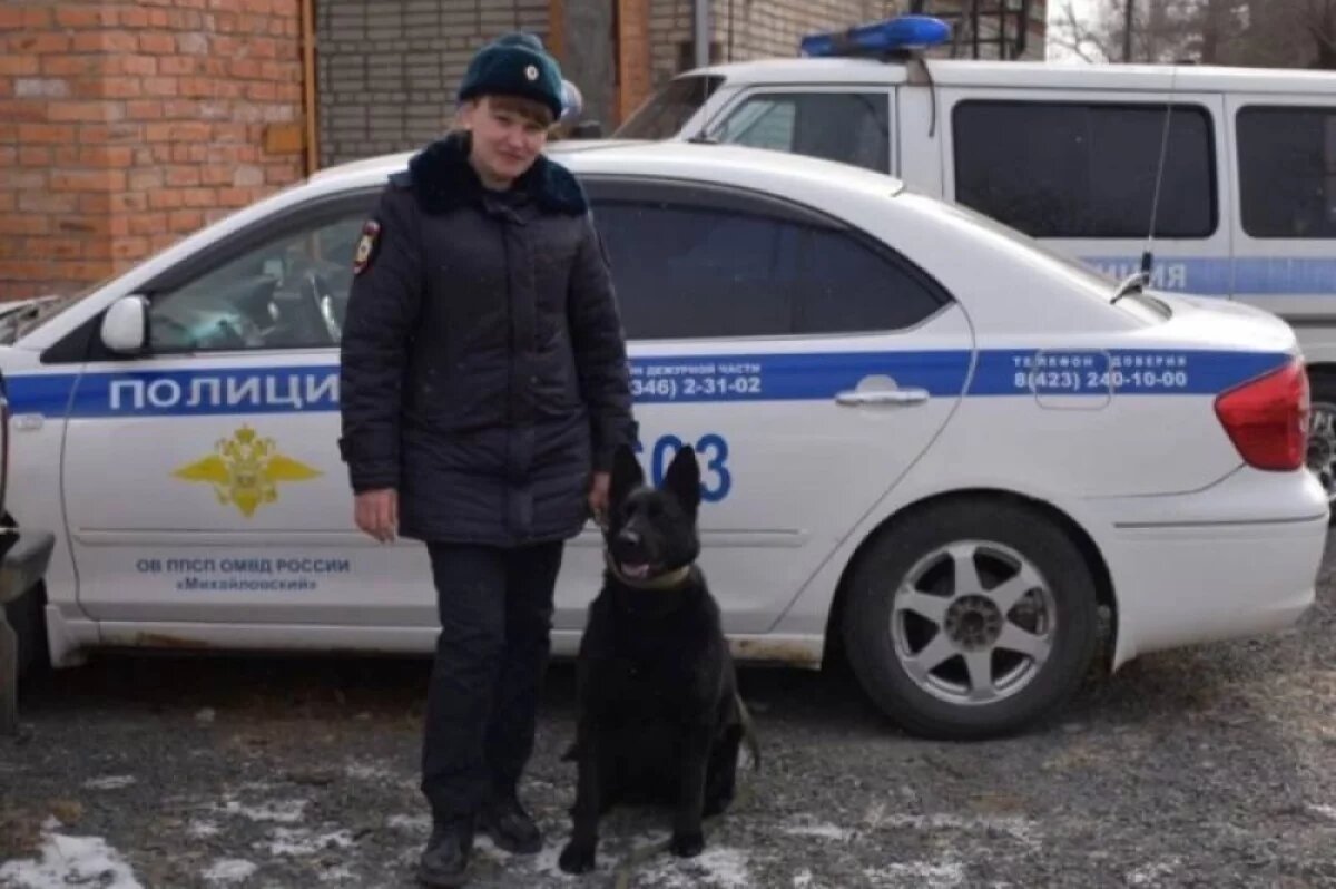    Овчарка помогла полиции задержать мужчину, избившего женщину табуреткой