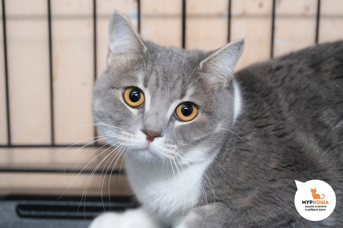 Плюшинда домашняя кошечка.