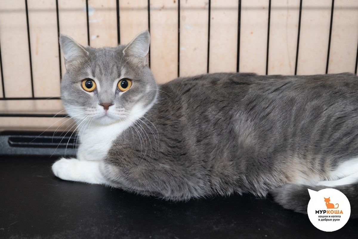 Плюшинда невероятно красивая кошечка.