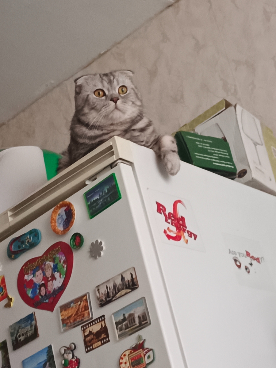 Личное фото автора: мой кощщка в ожидании весны