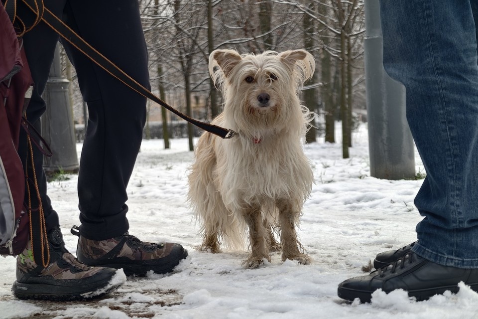    Женщине из Британии ампутировали конечности после сепсиса из-за слюны собаки Алексей БУЛАТОВ