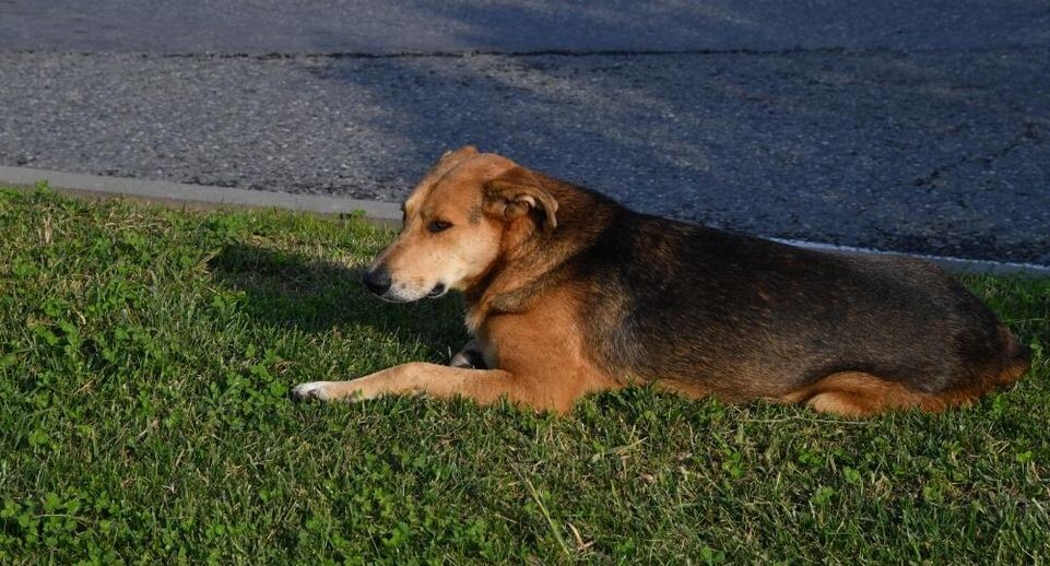    РИА «Новости»