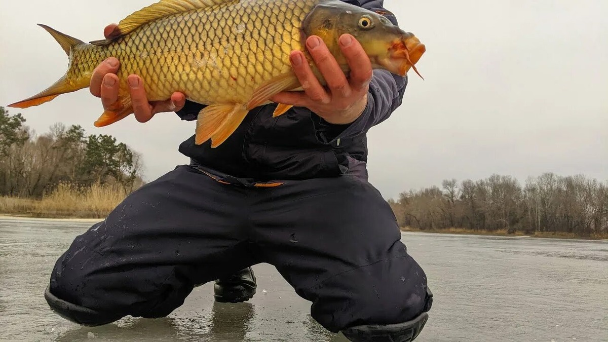 ловля сазана в зимний период