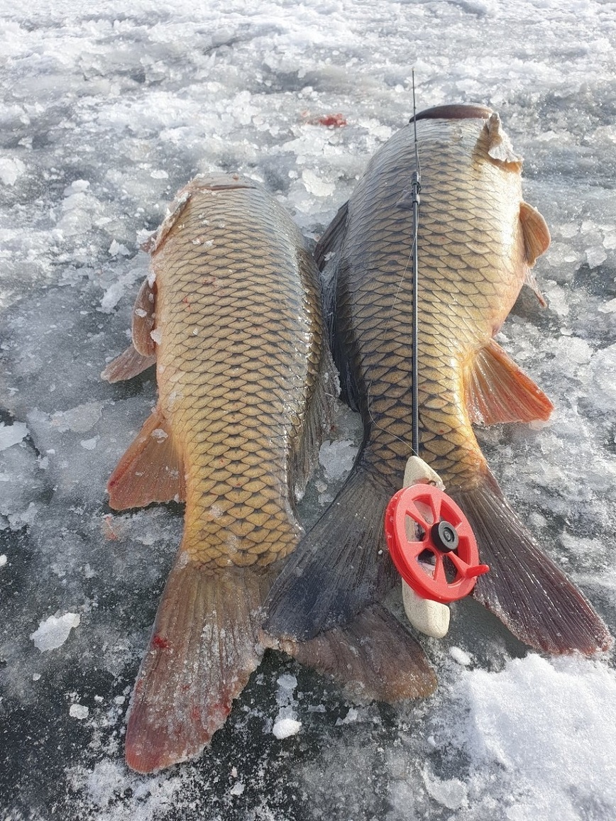 зимний сазан шансы на улов