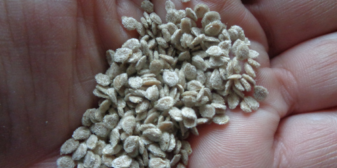 ПОСЕВЫ 2026 года. ЛУННЫЙ КАЛЕНДАРЬ не соблюдаю! Но в запрещенные дни семена не сею…