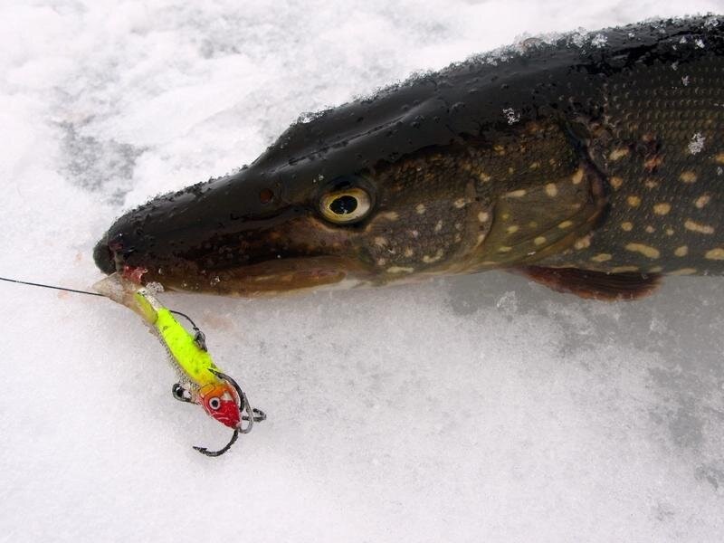 Ловля щуки на зимние балансиры