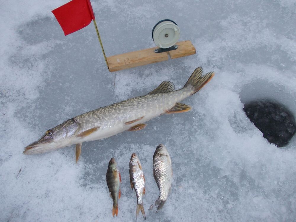 Живец для ловли щуки зимой