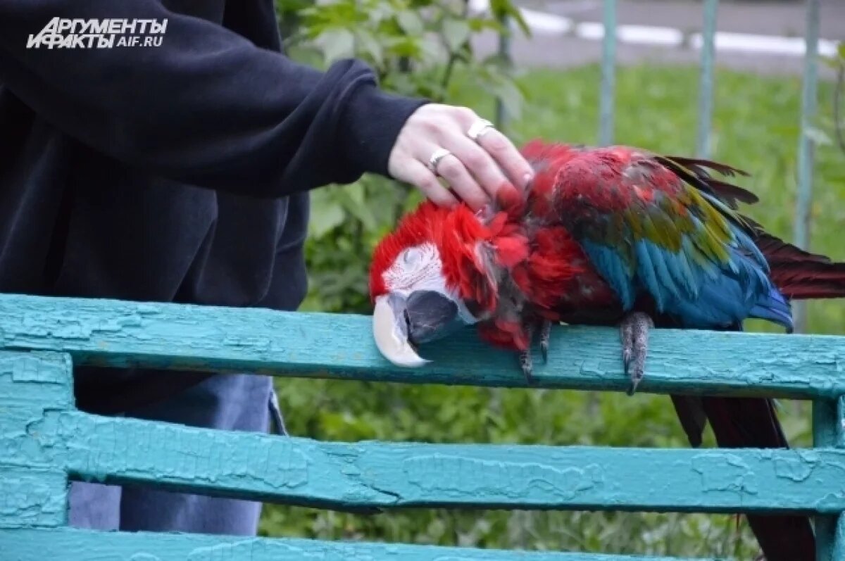    Ветки и «копошилка».