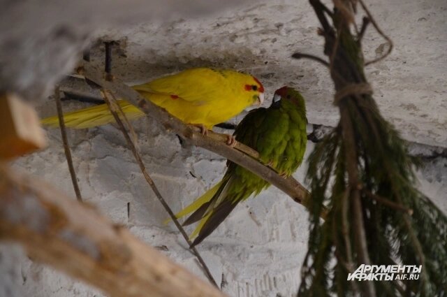    Попугаи не такие неприхотливые, как кажется на первый взгляд. Фото: kuzbass.aif.ru/ Анна Городкова