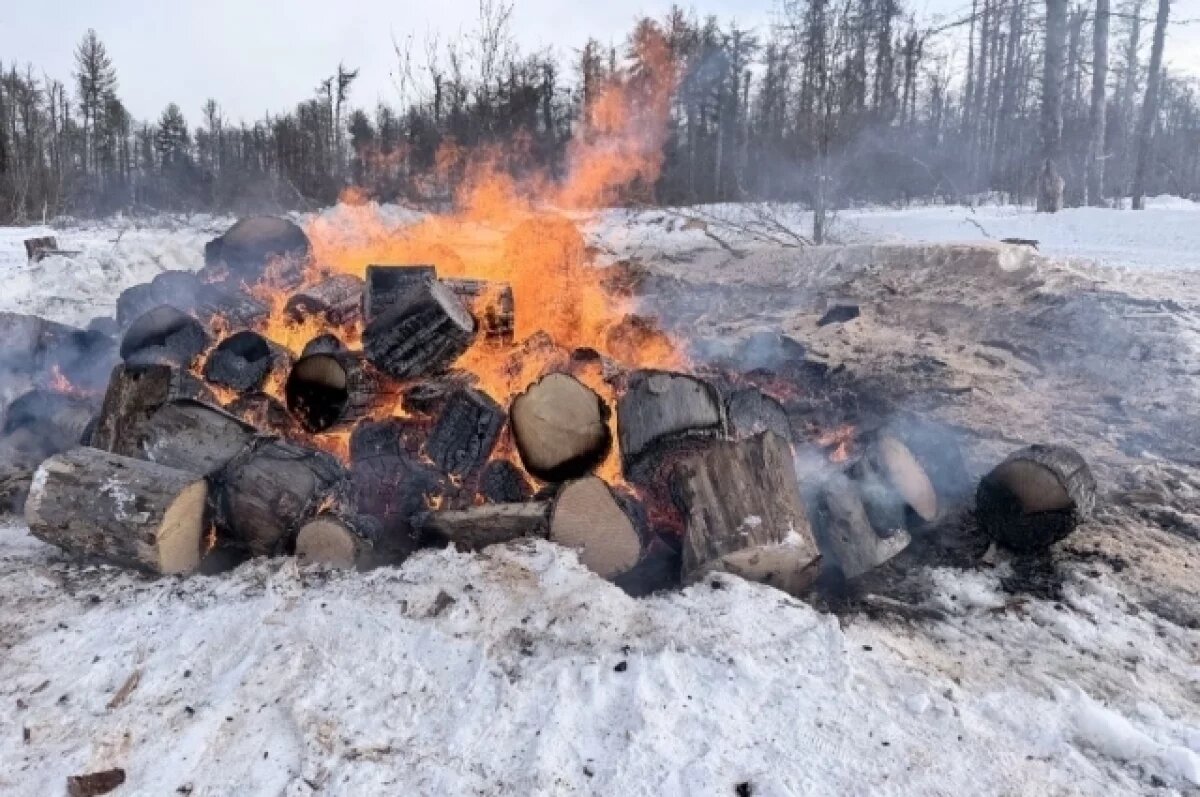    В Томской области проводят санитарную очистку заражённого кедра