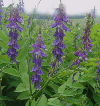 ПОЛЬЗА КОЗЛЯТНИКА ЛЕКАРСТВЕННОГО ДЛЯ ЗДОРОВЬЯ