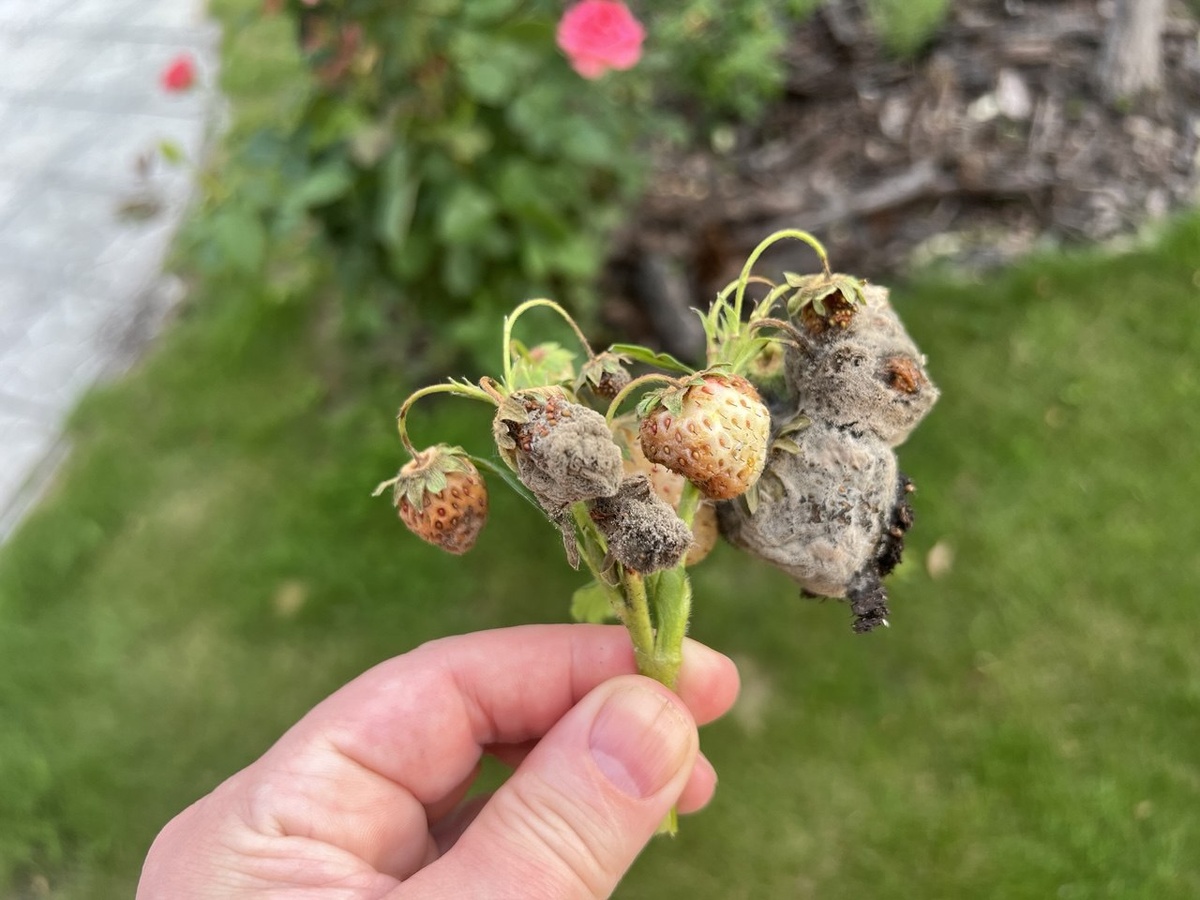 Серая гниль на клубнике. Фото автора