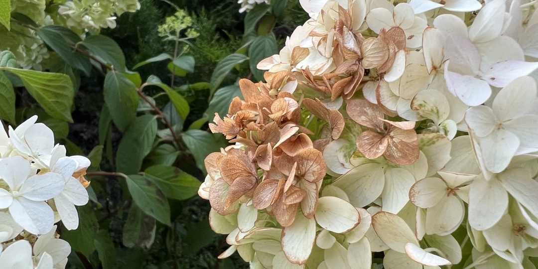 «Серая гниль» на цветах гортензии: в чем причина и нужно ли обрабатывать