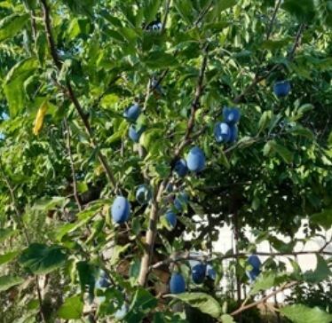 Плоды на сливе. Фото из открытых источников