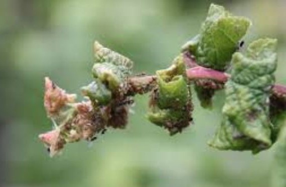 Тля на сливе за 3 дня до сбора: чем опрыскивать, когда плоды еще висят? (Отвечаю Алексею)