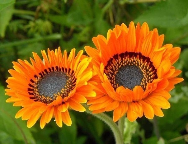 Венидиум: яркие африканские ромашки в вашем саду