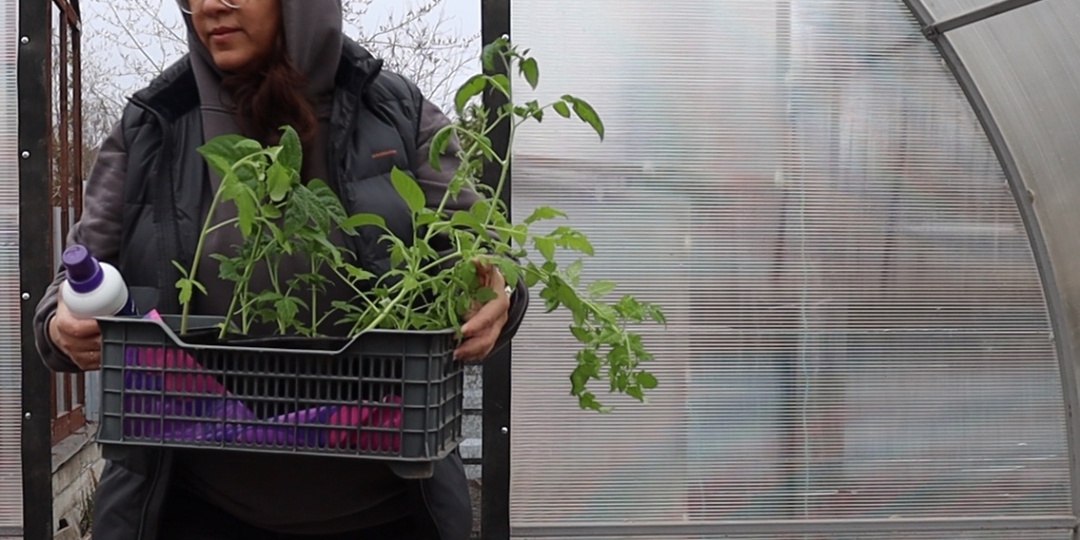 Чего не любят томаты и растут плохо