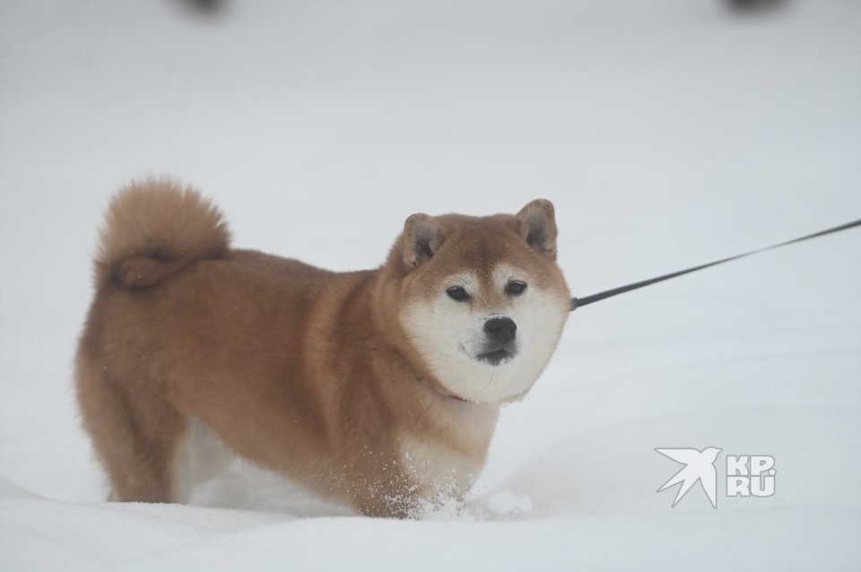    Владельцы собак все чаще натыкаются на отраву на улицах Екатеринбурга Ольга ЮШКОВА