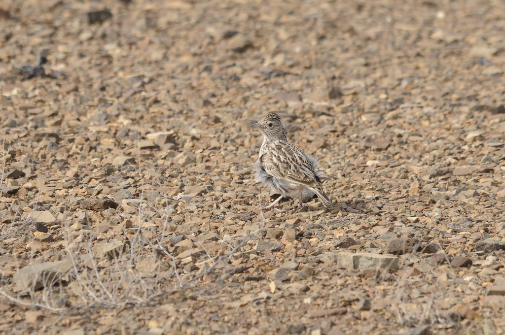 Фото augustofaustino