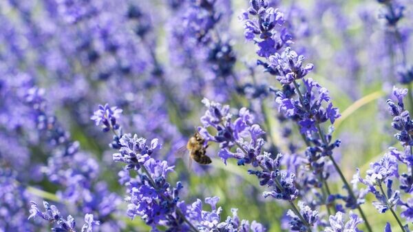    © РИА Новости Крым