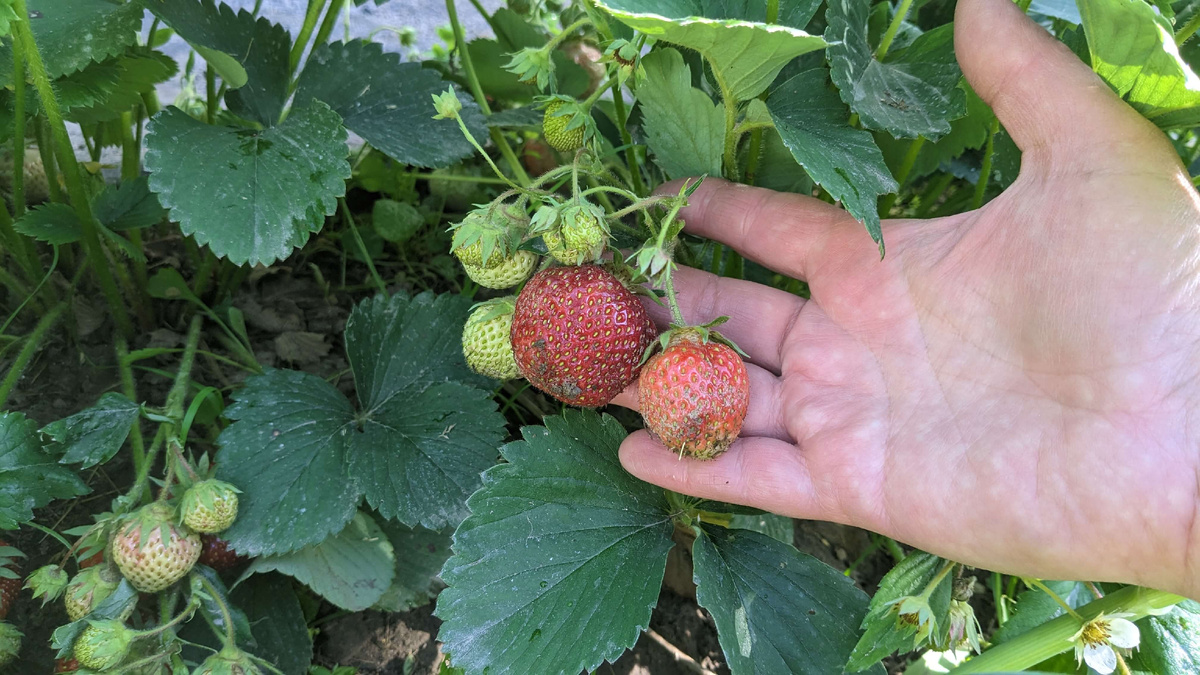 Ягоды Черный принц у меня в саду