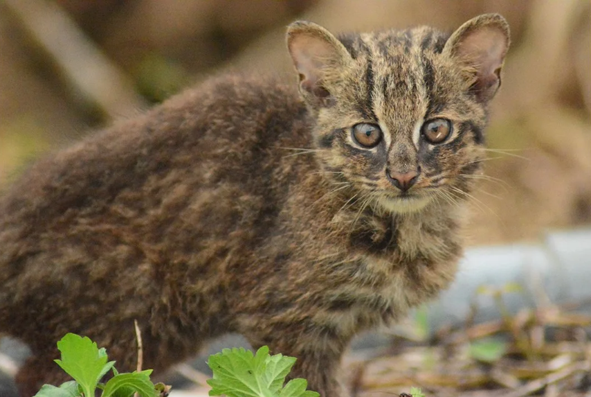 Кошка, которая не умеет полностью прятать когти: Как и гепард, ириомотская кошка не может полностью втянуть когти в подушечки лап. Это помогает ей мертвой хваткой цепляться за скользкие камни в ручьях и уверенно лазать по поваленным деревьям в густых субтропических джунглях.