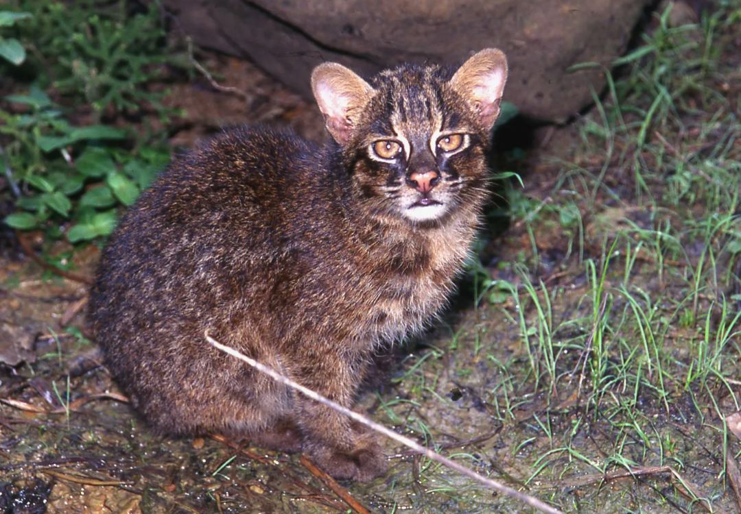 «Живое ископаемое» с уникальными зубами: Генетически эта кошка практически не изменилась за последние 200 000 лет. У неё всего 28 зубов, в то время как у большинства современных кошек их 30 (отсутствуют вторые верхние премоляры). Её челюсти устроены так, чтобы дробить панцири крабов и кости рептилий, что делает её рацион одним из самых разнообразных в мире.