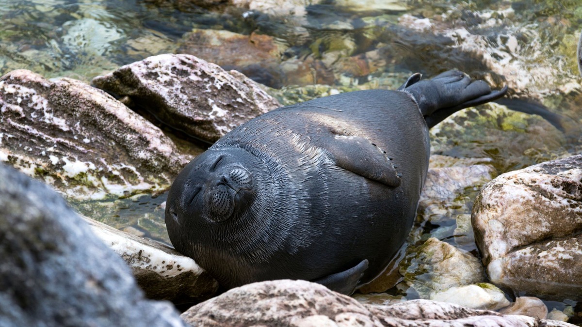    Байкальская нерпа — единственное млекопитающее озера, чей жизненный цикл тесно связан со льдом