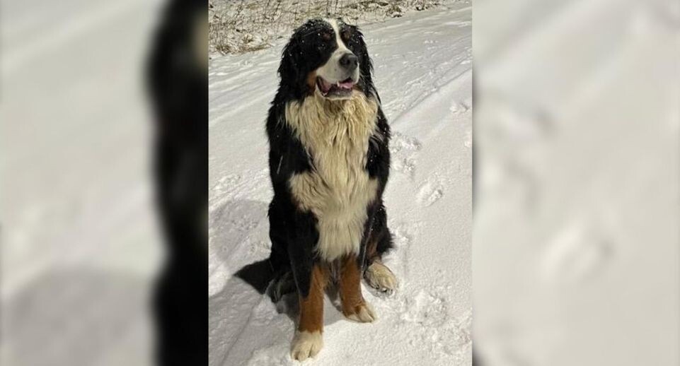    vk.com/Электрогорск