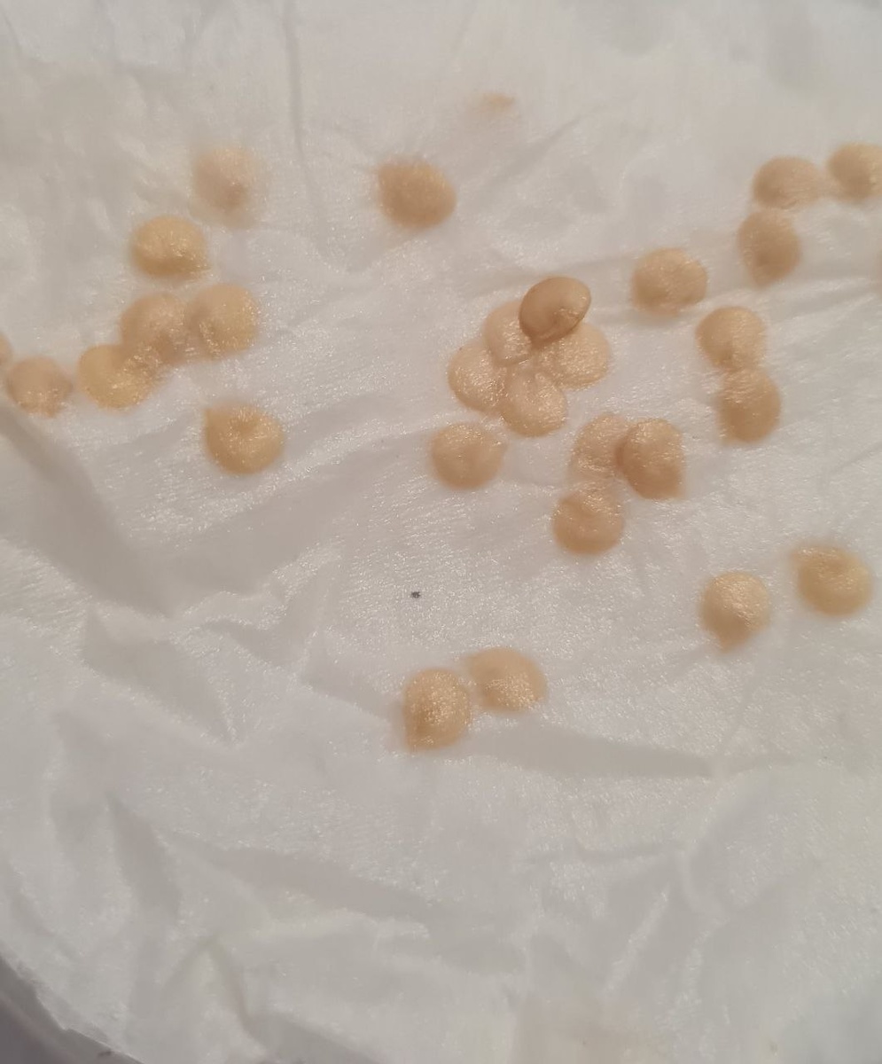 Семена перцев купленного в супермаркете